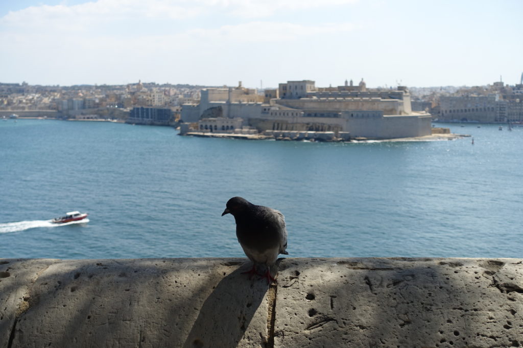 Widok na port w Vallettcie
