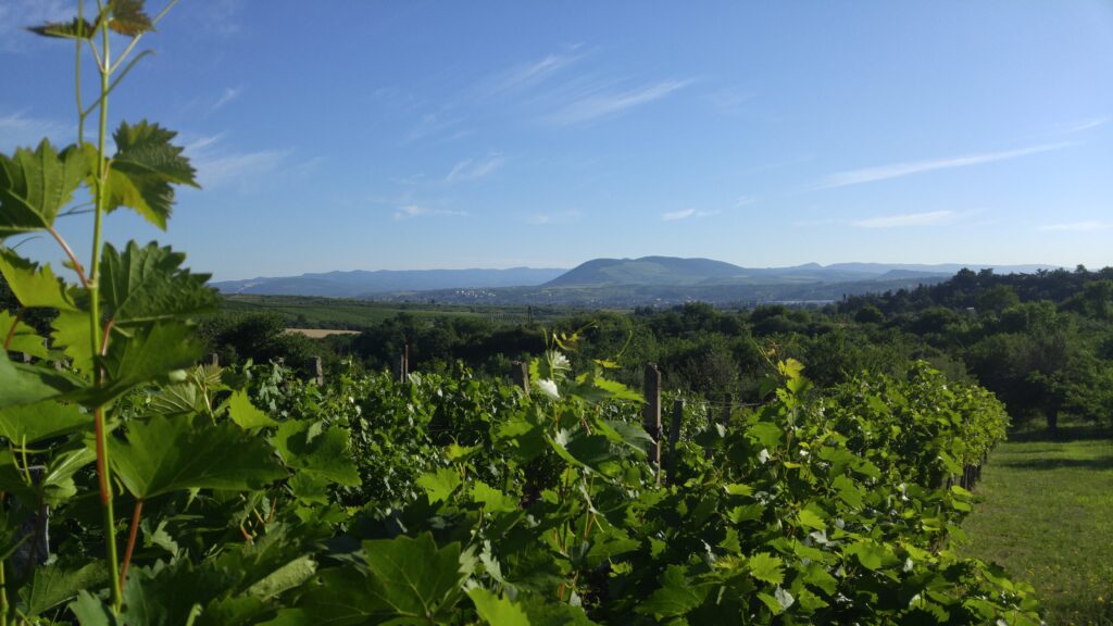 Winiarnie na Węgrzech