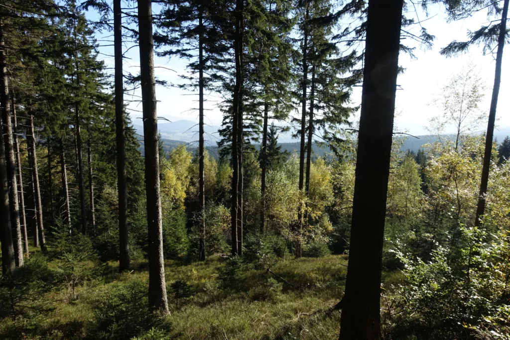 Skalnik w Rudawach Janowickich