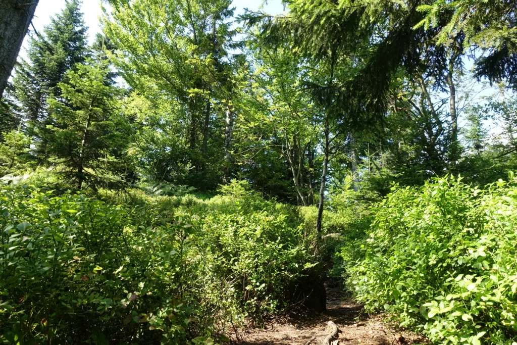 Łamana Skała parking i szlak z Rzyk