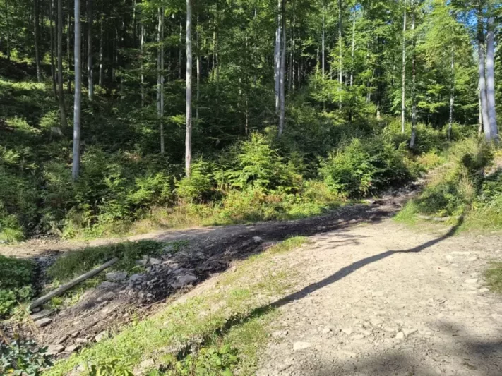 Leśne skrzyżowanie