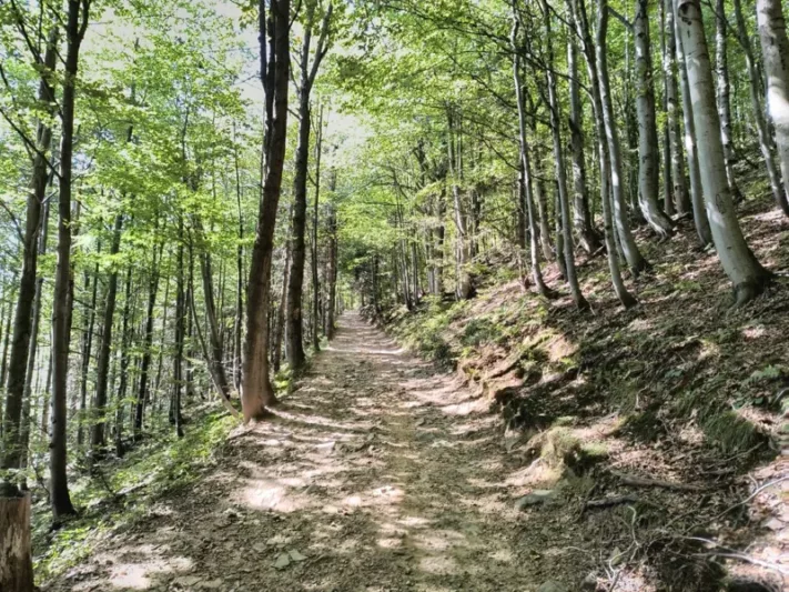 Wielka Racza - zalesiona część szlaku