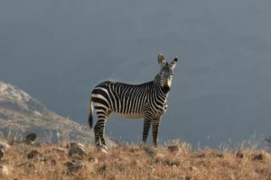 Safari